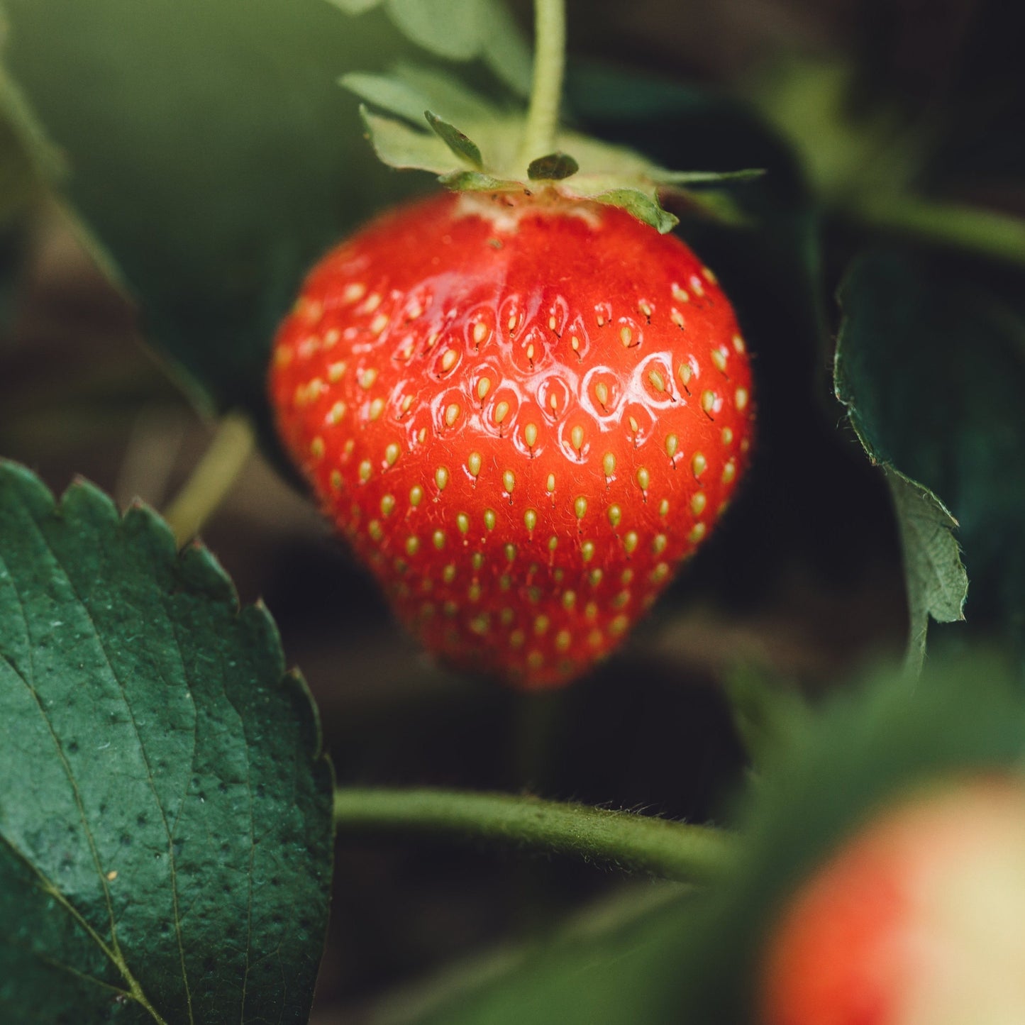 Strawberry Seed Oil *SALE*